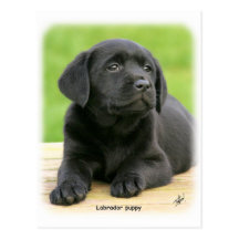 Labrador puppy 9Y267D-109 Post Cards
