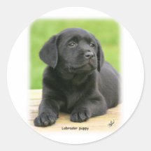 Labrador puppy 9Y267D-109 Round Stickers