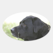 Labrador Retriever Autocollants