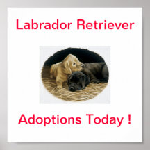 Labrador Retriever Dog Adoption Today Signs Posters