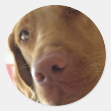 Labrador Retriever Face Round Stickers