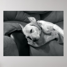 Labrador Retriever Poster