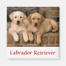Labrador Retriever Puppies Fridge Magnet