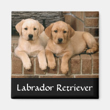 Labrador Retriever Puppies Fridge Magnet