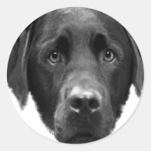 Labrador Retriever Round Stickers