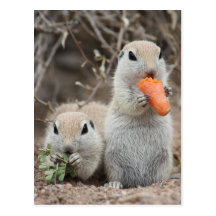 Ladies Who Lunch Postcard