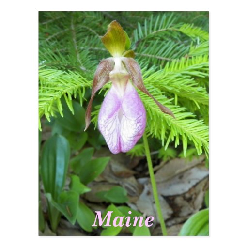 Lady Slipper Postcards