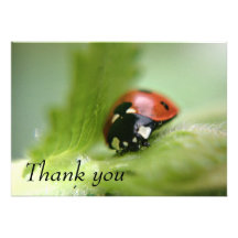 Ladybird Thank you card announcement