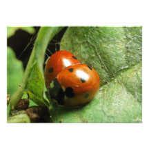 Ladybirds Invite