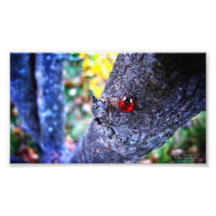 Ladybug in a Cherry Tree 1 Photographic Print
