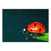Ladybug Invite