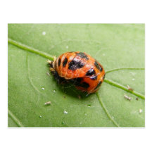 Ladybug Pupa ~ postcard