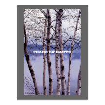 Lake Mac Donald Trees, PEACE ON EARTH Postcards