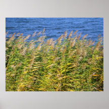 lake vegetation posters