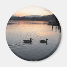 Lake Windermere ducks sunset Magnet