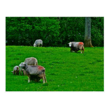 Lake Windermere Postcards