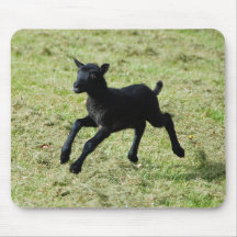 Lamb from Gotland sheep mousepad