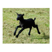 Lamb from Gotland sheep postcard