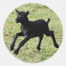 Lamb from Gotland sheep stickers