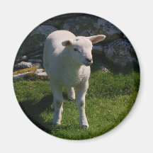 Lamb Magnets