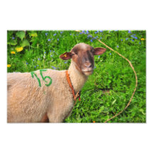 Lamb Photograph