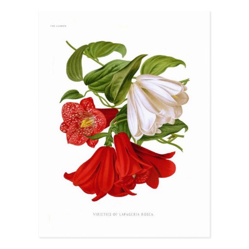 Lapageria rosea.(Chilean bellflower) Post Cards