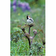 Lapland Longspur Acrylic Cut Out