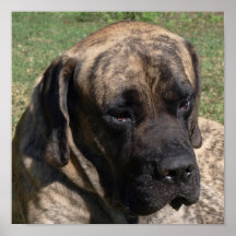 Large Dog Head Portrait English Mastiff Print