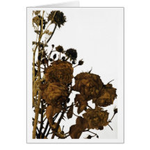 Last summers roses greeting cards