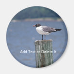 Laughing Gull magnet