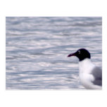 Laughing Gull Post Card