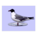 Laughing Gull Postcard