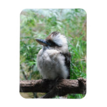 Laughing Kookaburra Flexible Magnet
