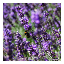 Lavendar Fields Invitation