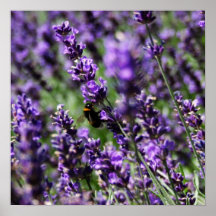 Lavendar Fields Poster 