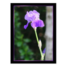 Lavender Bearded Iris postcard