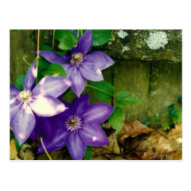 Lavender Blue Clematis Postcard