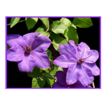 Lavender Clematis Duo Post Cards