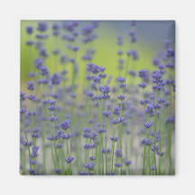 Lavender Field of Flowers Magnet