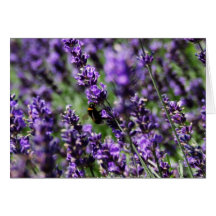 Lavender Fields Greeting Card
