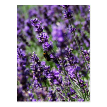Lavender Fields Postcard