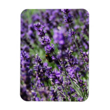 Lavender Fields Premium Magnet