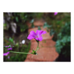 Lavender Flower Photo Print
