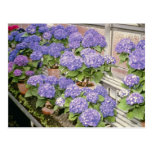 Lavender Hydrangea Macrophylla 'Enziandom' flowers Postcards