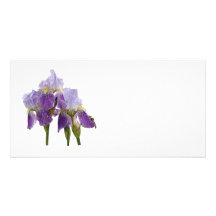 Lavender Irises Photo Greeting Card
