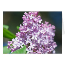 Lavender Lilac  Greeting Card