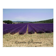 Lavender of Provence Postcards