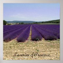 Lavender of Provence Poster