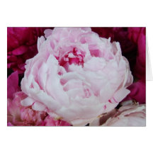 Lavender Pink Peony with Fuschia Peonies Card