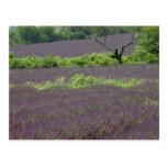 Lavender, Provence, France flowers Post Card